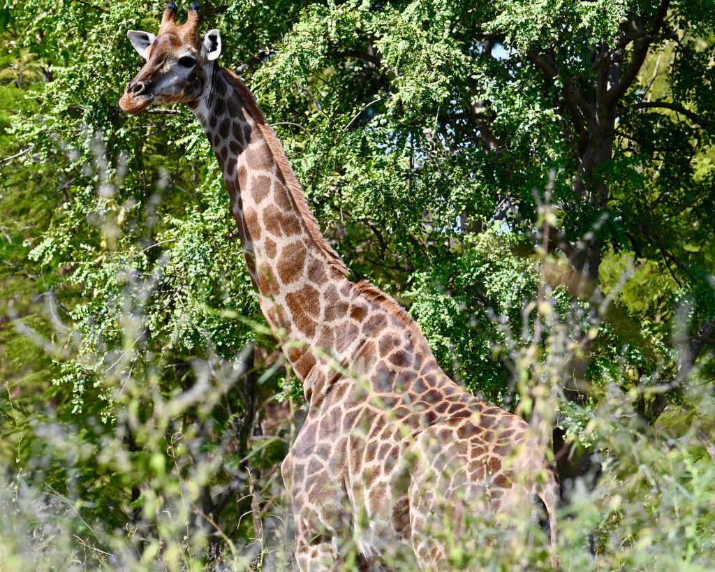 Acacia Were Wondering