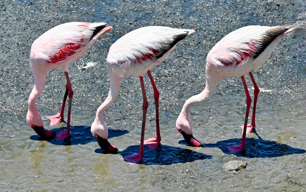 A Flamingo Trialogue
